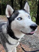 MADDOX, Hund, Alaskan Malamute-Siberian Husky-Mix in Slowakische Republik - Bild 5