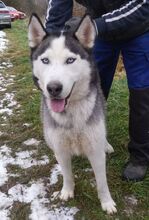 MADDOX, Hund, Alaskan Malamute-Siberian Husky-Mix in Slowakische Republik - Bild 6