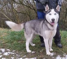 MADDOX, Hund, Alaskan Malamute-Siberian Husky-Mix in Slowakische Republik - Bild 7