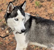 MADDOX, Hund, Alaskan Malamute-Siberian Husky-Mix in Slowakische Republik - Bild 8