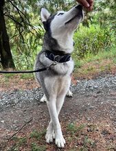 MADDOX, Hund, Alaskan Malamute-Siberian Husky-Mix in Slowakische Republik - Bild 9