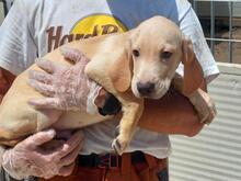 MEXICO, Hund, Segugio Italiano-Mix in Grevenbroich - Bild 20