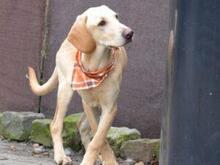 MEXICO, Hund, Segugio Italiano-Mix in Grevenbroich - Bild 8