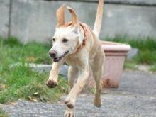 MEXICO, Hund, Segugio Italiano-Mix in Grevenbroich - Bild 9