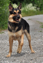 LEOS220, Hund, Deutscher Schäferhund-Mix in Slowakische Republik - Bild 10