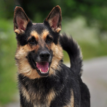 LEOS220, Hund, Deutscher Schäferhund-Mix in Slowakische Republik - Bild 11