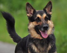 LEOS220, Hund, Deutscher Schäferhund-Mix in Slowakische Republik - Bild 14