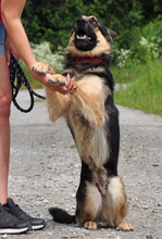 LEOS220, Hund, Deutscher Schäferhund-Mix in Slowakische Republik - Bild 15