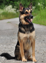 LEOS220, Hund, Deutscher Schäferhund-Mix in Slowakische Republik - Bild 3