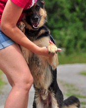 LEOS220, Hund, Deutscher Schäferhund-Mix in Slowakische Republik - Bild 5