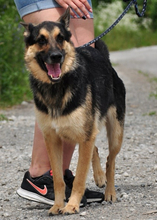 LEOS220, Hund, Deutscher Schäferhund-Mix in Slowakische Republik - Bild 9