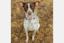 PERLA, Hund, Mischlingshund in Spanien