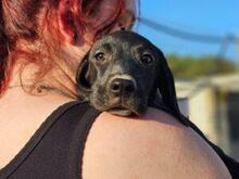 MALU, Hund, Segugio Italiano-Mix in Italien - Bild 7