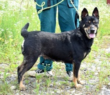 JELLA, Hund, Mischlingshund in Slowakische Republik - Bild 1