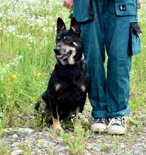 JELLA, Hund, Mischlingshund in Slowakische Republik - Bild 10