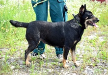 JELLA, Hund, Mischlingshund in Slowakische Republik - Bild 11