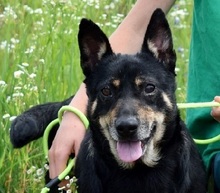 JELLA, Hund, Mischlingshund in Slowakische Republik - Bild 2