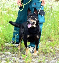 JELLA, Hund, Mischlingshund in Slowakische Republik - Bild 3