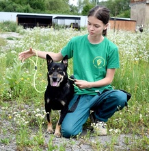 JELLA, Hund, Mischlingshund in Slowakische Republik - Bild 6