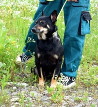 JELLA, Hund, Mischlingshund in Slowakische Republik - Bild 7