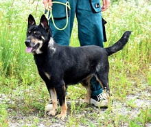 JELLA, Hund, Mischlingshund in Slowakische Republik - Bild 9