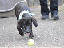 MANUEL, Hund, Segugio Italiano-Mix in Grevenbroich - Bild 4