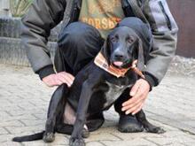 MANUEL, Hund, Segugio Italiano-Mix in Grevenbroich - Bild 5