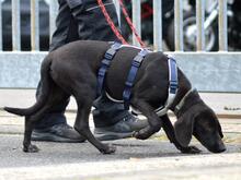 MANUEL, Hund, Segugio Italiano-Mix in Grevenbroich - Bild 8