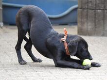 MANUEL, Hund, Segugio Italiano-Mix in Grevenbroich - Bild 9