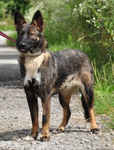 REA, Hund, Mischlingshund in Slowakische Republik - Bild 4