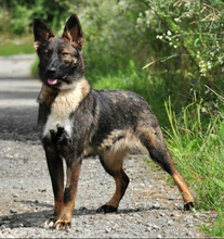 REA, Hund, Mischlingshund in Slowakische Republik - Bild 5