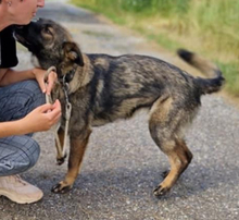 REA, Hund, Mischlingshund in Slowakische Republik - Bild 6