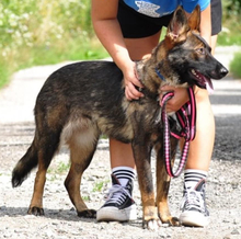 REA, Hund, Mischlingshund in Slowakische Republik - Bild 7