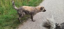 SYLVESTER, Hund, Herdenschutzhund-Mix in Roßleben - Bild 5