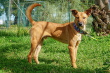 AXEL, Hund, Mischlingshund in Spanien - Bild 1