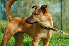 AXEL, Hund, Mischlingshund in Spanien - Bild 3