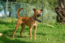 AXEL, Hund, Mischlingshund in Spanien - Bild 4