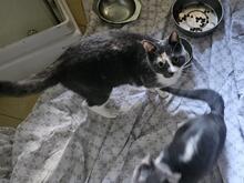 CARLETTA, Katze, Europäisch Kurzhaar in Italien - Bild 7