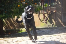 NIGRET, Hund, Perro de Pastor Mallorquin in Spanien - Bild 12