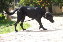 NIGRET, Hund, Perro de Pastor Mallorquin in Spanien - Bild 15