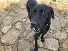 NIGRET, Hund, Perro de Pastor Mallorquin in Spanien - Bild 2