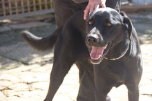 NIGRET, Hund, Perro de Pastor Mallorquin in Spanien - Bild 4