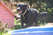 NIGRET, Hund, Perro de Pastor Mallorquin in Spanien - Bild 7