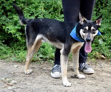 FLOKYCH57, Hund, Mischlingshund in Slowakische Republik - Bild 2