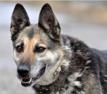 MANDY, Hund, Deutscher Schäferhund-Mix in Slowakische Republik - Bild 1