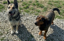 MANDY, Hund, Deutscher Schäferhund-Mix in Slowakische Republik - Bild 10