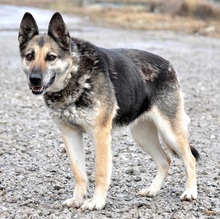 MANDY, Hund, Deutscher Schäferhund-Mix in Slowakische Republik - Bild 3