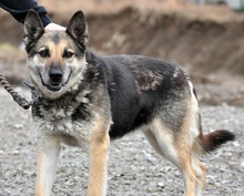 MANDY, Hund, Deutscher Schäferhund-Mix in Slowakische Republik - Bild 4