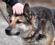 MANDY, Hund, Deutscher Schäferhund-Mix in Slowakische Republik - Bild 5