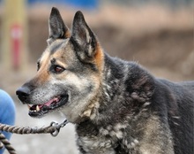 MANDY, Hund, Deutscher Schäferhund-Mix in Slowakische Republik - Bild 6